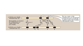 [Note: Globin gene famillies also contain globin-like genes that are
not expressed, that is, their genetic information is not used to pro-
duce globin chains. These are called pseudogenes.]
Figure 3.16
Organization of the globin gene families. Hb = hemoglobin.
ζ α1
α2
ε δ
Gγ β
Hb Gower 1 HbA
HbF HbA2
α2β2
α2δ2
α2γ2
ζ2ε2
Hemoglobins are formed
by combinations of
chains from each
gene family.
α-Globin gene family
(chromos ome 16)
β-Globin gene family
(chromos ome 11) Aγ
The two copies of the
α-globin gene are des ignated
α1 and α2. Each can provide
α-globin chains that combine
with β-globin chains .
 
