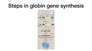 Steps in globin gene synthesis
B. β-Gene family
A single gene for the β-globin chain is located on chromosome 11
(see Figure 3.16). There are an additional four β-globin-like genes:
the ε gene (which, like the ζ gene, is expressed early in embryonic
development), two γ genes (Gγ and Aγ that are expressed in HbF),
and the δ gene that codes for the globin chain found in the minor
adult hemoglobin HbA2.
C. Steps in globin chain s ynthes is
Expression of a globin gene begins in the nucleus of RBC precur-
sors, where the DNA sequence encoding the gene is transcribed.
The RNA produced by transcription is actually a precursor of the
messenger RNA (mRNA) that is used as a template for the synthe-
sis of a globin chain. Before it can serve this function, two noncoding
stretches of RNA (introns) must be removed from the mRNA pre-
cursor sequence and the remaining three fragments (exons) joined
in a linear manner. The resulting mature mRNA enters the cytosol,
where its genetic information is translated, producing a globin chain.
(A summary of this process is shown in Figure 3.17. A more detailed
description of gene expresion is presented in Unit VI, p. 395.)
IV. HEMOGLOBINOPATHIES
Hemoglobinopa thie s a re de fine d as a group of ge netic dis orde rs
caused by production of a structurally abnormal hemoglobin molecule;
synthesis of insufficient quantities of normal hemoglobin; or, rarely,
both. Sickle cell anemia (HbS), hemoglobin C disease (HbC), hemo-
globin SC disease (HbS + HbC = HbSC), and the thalassemias are
representative hemoglobinopathies that can have severe clinical conse-
quences. The first three conditions result from production of hemoglobin
with an altered amino acid sequence (qualitative hemoglobinopathy),
whereas the thalassemias are caused by decreased production of nor-
mal hemoglobin (quantitative hemoglobinopathy).
IV. Hemoglobinopathies 35
5' 3'
Trans cription
Splicing
Trans lation
mRNA
precurs or
NUCLEUS
CYTOSOL
Hemoglobin
Globin
gene
mRNA
Exon 1 Exon 2 Exon 3
3
Globin
gene
Intron 2
α-Globin and β-globin gene
families contain three exons
(coding regions ) s eparated by
two noncoding introns .
Intron
1
 