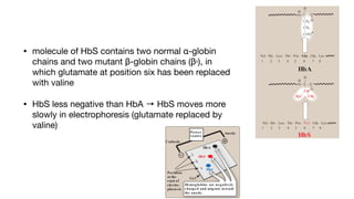 • molecule of HbS contains two normal α-globin
chains and two mutant β-globin chains (βS
), in
which glutamate at position six has been replaced
with valine
• HbS less negative than HbA → HbS moves more
slowly in electrophoresis (glutamate replaced by
valine)
Val . His . Leu . Thr . Pro . Glu . Glu . Lys
1 2 3 4 5 6 7 8
C C
H
O
COO-
HbA
HbS
Val . His . Leu . Thr . Pro . Va l . Glu . Lys
CH2
CH2
1 2 3 4 5 6 7 8
Val . His . Leu . Thr . Pro . Lys . Glu . Lys
C C
O
H
CH2
CH2
CH2
CH2
NH3
+
C
H
N C
O
CH
CH3
H3C
H
H
N
H
N
trode) than does HbA (Figure 3.19). This alte
a result of the absence of the negatively cha
dues in the two β chains, thereby rendering H
HbA. [Note: Electrophoresis of hemoglobin
RBC is routinely used in the diagnosis of sick
cell disease. DNA analysis also is used (see p
2. Sickling and tis s ue anoxia: The replacemen
tamate with the nonpolar valine forms a prot
that fits into a complementary site on the β ch
globin molecule in the cell (Figure 3.20). At
deoxyhemoglobin S polymerizes inside the
work of insoluble fibrous polymers that stiffe
producing rigid, misshapen RBC. Such sic
block the flow of blood in the narrow capilla
in the supply of oxygen leads to localized ano
tion) in the tissue, causing pain and eventu
of cells in the vicinity of the blockage. The
an increase in deoxygenated HbS. [Note: T
RBC is 7.5 µm, whereas that of the microva
Compared to normal RBC, sickled cells hav
to deform and an increased tendency to ad
and so have difficulty moving through small v
ing microvascular occlusion.]
3. Variables that increas e s ickling: The ext
therefore, the severity of disease is enhan
that increases the proportion of HbS in th
is, reduces the affinity of HbS for O2). The
decreased pO2, increased pCO2, decreased
an increased concentration of 2,3-BPG in RB
4. Treatment: Therapy involves adequate hy
aggressive antibiotic therapy if infection is p
sions in patients at high risk for fatal occlus
Intermittent transfusions with packed RBC
stroke, but the benefits must be weighed
Figure 3.18
Amino acid substitutions in
hemoglobin S (HbS) and
hemoglobin C (HbC).
HbS
Val . His . Leu . Thr . Pro . Va l . Glu . Lys
1 2 3 4 5 6 7 8
Val . His . Leu . Thr . Pro . Lys . Glu . Lys
C C
O
H
HbC
CH2
CH2
CH2
CH2
NH3
+
1 2 3 4 5 6 7 8
3
3
H
N
Anode
Cathode
Power
s ource
Positions
at the
start of
electro-
phoresis
Gel
ns
s
Gel
Hemoglobins are negatively
charged and migrate toward
the anode.
HbS
HbC
HbA
 