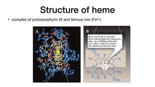 Structure of heme
• complex of protoporphyrin IX and ferrous iron (Fe2+)
ndary and tertiary
in architecture. By
different combina-
hat are capable of
es the relationship
mportant globular
ed in Chapter 4.
that contain heme
or a discussion of
3
A
cialized functions. This chapter examines the relationship
ucture and function for the clinically important globular
s. Fibrous structural proteins are discussed in Chapter 4.
ULAR HEMEPROTEINS
ns are a group of specialized proteins that contain heme
bound prosthetic group. (See p. 54 for a discussion of
oups.) The role of the heme group is dictated by the envi-
ated by the three-dimensional structure of the protein. For
e heme group of a cytochrome functions as an electron
s alternately oxidized and reduced (see p. 76). In contrast,
roup of the enzyme catalase is part of the active site of
that catalyzes the breakdown of hydrogen peroxide (see
hemoglobin and myoglobin, the two most abundant heme-
umans, the heme group serves to reversibly bind oxygen.
e of heme
a complex of protoporphyrin IX and ferrous iron (Fe2+
)
.1). The iron is held in the center of the heme molecule by
the four nitrogens of the porphyrin ring. The heme Fe2+
two additional bonds, one on each side of the planar por-
ng. In myoglobin and hemoglobin, one of these positions
nated to the side chain of a histidine residue of the globin
, whereas the other position is available to bind oxygen
COO-
CH3
C
H
C
H
C
N
C
N
C N C
N
C
C
C
C
C
C
C
C
C
HC
C
C
C
H3C
CH3
C
H CH2
CH3
C
H
H2C
CH2
CH2
CH2
CH2
COO-
Fe
C
CO
CO
CO
CO
COO
O
O
O
O-
CH3
C
H
N
N
N
N
N
N
N
N
N
N
N
N
N
N
C
C N
N
N
N
N
N
N
N
N
N
N
N
N
N
N
N
N
N
N
N
N
N
N
N
N
N
N
N
N
N
N
N
N
N
N
N
N
N
N
N
N
N
N
N
N
N
N
N
N
N
N
N
N
N
N
N
N
N C
C
C
C
C
C
C
C
C
C
C
C
C
C
C
HC
C
H3C
CH2
CH2
H
CH
CH
H
H2
2
2
CH
CH
H
H2
2
2
2
CO
O
O
OO
O
O
O
O
O-
Fe
Fe
Fe
Fe
Fe
Fe
Fe
Iron can form s ix bonds :
four with porphyrin nitrogens ,
plus two additional bonds ,
one above and one below
the planar porphyrin ring.
B
 