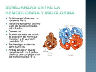 Hemoglobina y Mioglobina: Estructura, características, semejanzas y ...