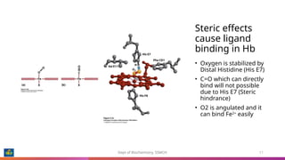 Chemistry of Hemoglobin, the miracle molecule that carries oxygen | PPTX