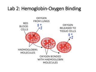 Lab 2: Hemoglobin-Oxygen Binding
 