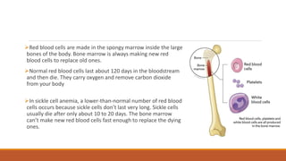 Red blood cells are made in the spongy marrow inside the large
bones of the body. Bone marrow is always making new red
blood cells to replace old ones.
Normal red blood cells last about 120 days in the bloodstream
and then die. They carry oxygen and remove carbon dioxide
from your body
In sickle cell anemia, a lower-than-normal number of red blood
cells occurs because sickle cells don’t last very long. Sickle cells
usually die after only about 10 to 20 days. The bone marrow
can’t make new red blood cells fast enough to replace the dying
ones.
 