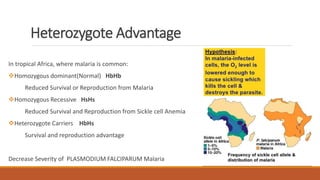 Heterozygote Advantage
In tropical Africa, where malaria is common:
Homozygous dominant(Normal) HbHb
Reduced Survival or Reproduction from Malaria
Homozygous Recessive HsHs
Reduced Survival and Reproduction from Sickle cell Anemia
Heterozygote Carriers HbHs
Survival and reproduction advantage
Decrease Severity of PLASMODIUM FALCIPARUM Malaria
 