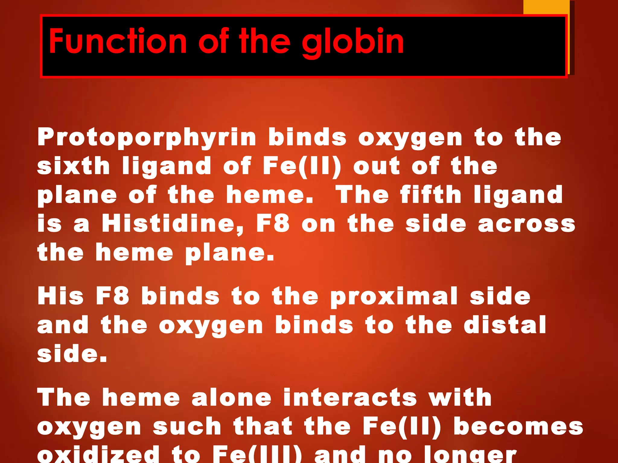 Function of the globin
Protoporphyrin binds oxygen to the
sixth ligand of Fe(II) out of the
plane of the heme. The fifth ligand
is a Histidine, F8 on the side across
the heme plane.
His F8 binds to the proximal side
and the oxygen binds to the distal
side.
The heme alone interacts with
oxygen such that the Fe(II) becomes
oxidized to Fe(III) and no longer
 