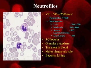 Neutrofilos
   • VR: 1500 – 7500/mm3
       – Neutrofilia: >7500
       – Neutropenia:
           • Leve:             1,500-1,000
           • Moderada:         500-1,000
           • Severa:           <500
             (Agranulocitosis)
           • Muy Severa:       < 100
   •   3-5 lobulos
   •   Granular cytoplasm
   •   Transient in blood
   •   Major phagocytic role
   •   Bacterial killing
 