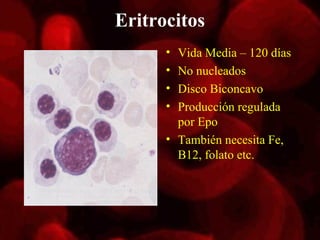 Eritrocitos
      • Vida Media – 120 días
      • No nucleados
      • Disco Biconcavo
      • Producción regulada
        por Epo
      • También necesita Fe,
        B12, folato etc.
 