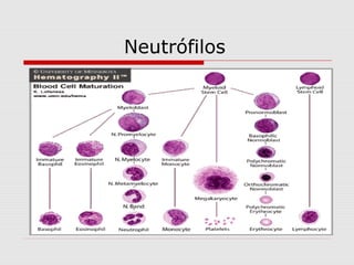 Neutrófilos
 