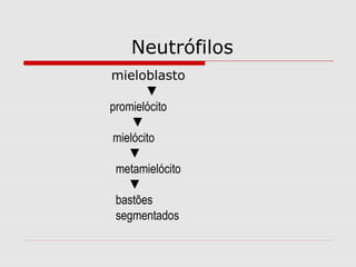 Neutrófilos
mieloblasto
▼
promielócito
▼
mielócito
▼
metamielócito
▼
bastões
segmentados
 