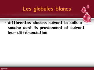 Les globules blancs
• différentes classes suivant la cellule
souche dont ils proviennent et suivant
leur différenciation
 