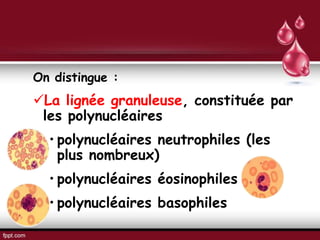 On distingue :
La lignée granuleuse, constituée par
les polynucléaires
• polynucléaires neutrophiles (les
plus nombreux)
• polynucléaires éosinophiles
• polynucléaires basophiles
 