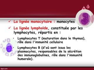  La lignée monocytaire : monocytes
 La lignée lymphoïde, constituée par les
lymphocytes, répartis en :
• Lymphocytes T (maturation dans le thymus),
rôle dans l'immunité cellulaire
• Lymphocytes B (d'où sont issus les
plasmocytes, responsables de la sécrétion
des immunoglobulines, rôle dans l'immunité
humorale).
 