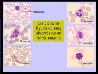 Hématies
Monocyte
P. Éosinophile
P. Basophile
 
