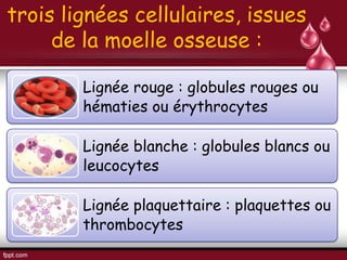 trois lignées cellulaires, issues
de la moelle osseuse :
Lignée rouge : globules rouges ou
hématies ou érythrocytes
Lignée blanche : globules blancs ou
leucocytes
Lignée plaquettaire : plaquettes ou
thrombocytes
 