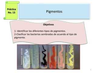 Pigmentos
1
Práctica
No. 13
Objetivos
1- Identificar los diferentes tipos de pigmentos.
2-Clasificar las bacterias sembradas de acuerdo al tipo de
pigmento.
 