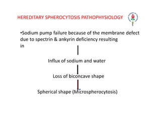 HEREDITARY SPHEROCYTOSIS PATHOPHYSIOLOGY
•Sodium pump failure because of the membrane defect
due to spectrin & ankyrin deficiency resulting
in
Influx of sodium and water
Loss of biconcave shape
Spherical shape (Microspherocytosis)
 