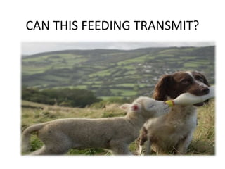 CAN THIS FEEDING TRANSMIT?
 