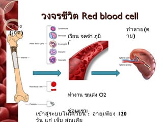 วงจรชีวิต Red blood cell
สร้า ง
                                                 ทำา ลาย(ต
(เกิด )
                        เรียน จดจำา ภูมิ         าย)
                        ต้านทาน




                        ทำางาน ขนส่ง O2

                         ซ่อมแซม
          เข้า สู่ร ะบบไหลเวีย น : อายุเ พีย ง 120
 