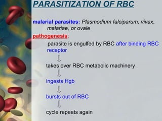 PARASITIZATION OF RBC
malarial parasites: Plasmodium falciparum, vivax,
malariae, or ovale
pathogenesis:
parasite is engulfed by RBC after binding RBC
receptor
takes over RBC metabolic machinery
ingests Hgb
bursts out of RBC
cycle repeats again
 