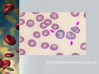 POLYCHROMATOPHILIC CELLS
 
