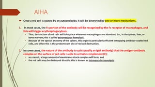 AIHA
 Once a red cell is coated by an autoantibody, it will be destroyed by one or more mechanisms.
1. In most cases, the Fc portion of the antibody will be recognized by the Fc receptor of macrophages, and
this will trigger erythrophagocytosis.
• Thus, destruction of red cells will take place wherever macrophages are abundant, i.e., in the spleen, liver, or
bone marrow; this is called extravascular hemolysis.
• Because of the special anatomy of the spleen, this organ is particularly efficient in trapping antibody-coated red
cells, and often this is the predominant site of red cell destruction.
2. In some cases, the nature of the antibody is such (usually an IgM antibody) that the antigen-antibody
complex on the surface of red cells is able to activate complement (C);
• as a result, a large amount of membrane attack complex will form, and
• the red cells may be destroyed directly; this is known as intravascular hemolysis.
 