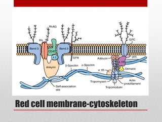 Red cell membrane-cytoskeleton
 