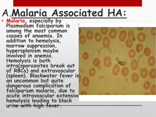 Malaria Associated HA:A.
• Malaria, especially by
Plasmodium falciparium is
among the most common
causes of anaemia. In
addition to hemolysis,
marrow suppression,
hypersplenism maybe
involved in anemia.
Hemolysis is both
intra(sporozoites break out
of RBCs) and extravascular
(spleen). Blackwater fever is
an uncommon but quite
dangerous complication of
falciparium malaria, due to
acute intravascular extensive
hemolysis leading to black
urine with high fever.
 