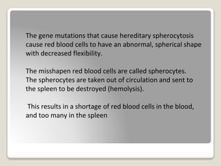 The gene mutations that cause hereditary spherocytosis
cause red blood cells to have an abnormal, spherical shape
with decreased flexibility.
The misshapen red blood cells are called spherocytes.
The spherocytes are taken out of circulation and sent to
the spleen to be destroyed (hemolysis).
This results in a shortage of red blood cells in the blood,
and too many in the spleen
 