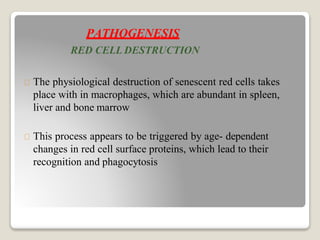PATHOGENESIS
RED CELL DESTRUCTION
The physiological destruction of senescent red cells takes
place with in macrophages, which are abundant in spleen,
liver and bone marrow
This process appears to be triggered by age- dependent
changes in red cell surface proteins, which lead to their
recognition and phagocytosis
 