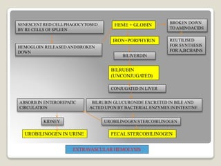 SENESCENT RED CELLPHAGOCYTOSED
BY RE CELLS OF SPLEEN
HEMOGLOIN RELEASEDANDBROKEN
DOWN
HEME + GLOBIN BROKEN DOWN
TO AMINOACIDS
REUTILISED
FOR SYNTHESIS
FOR A,BCHAINS
IRON+PORPHYRIN
BILIVERDIN
BILRUBIN
(UNCONJUGA
TED)
CONJUGATED IN LIVER
BILRUBIN GLUCURONIDE EXCRETED IN BILE AND
ACTED UPON BY BACTERIAL ENZYMES IN INTESTINE
UROBILINOGRN/STERCOBILINOGEN
ABSORB IN ENTEROHEPATIC
CIRCULATION
KIDNEY
UROBILINOGEN IN URINE FECALSTERCOBILINOGEN
EXTRAVASCULAR HEMOLYSIS
 