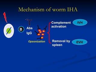 Mechanism of worm IHA
Mechanism of worm IHA
B Abs
IgG
Complement
activation
Removal by
spleen
IVH
EVH
Opsonization
 