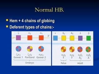 Normal HB.
Normal HB.
 Hem + 4 chains of globing
Hem + 4 chains of globing
 Deferent types of chains:-
Deferent types of chains:-
 