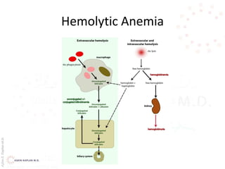 AşkınK.KaplanM.D.
Hemolytic Anemia
 