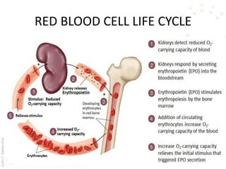 AşkınK.KaplanM.D.
RED BLOOD CELL LIFE CYCLE
 