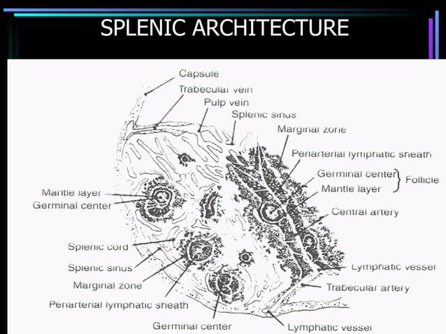 Hemolytic Anemia Ppt Presentation
