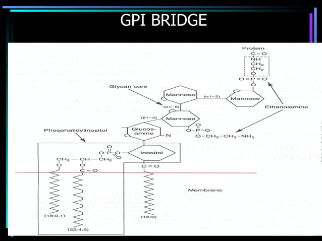 Hemolytic Anemia Ppt Presentation