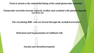 Toxin is attach to the endothelial lining of the small glomerular arterioles
Glomerular arterioles become injured, swollen and occluded with platelet deposits
and fibrin clot
The circulating RBC cells are forced through the occluded arterioles
Deformed and fragmentation of redblood cells
Anemia and thrombocytopenia
 