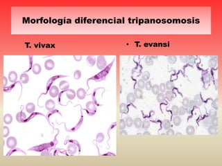 Morfología diferencial tripanosomosis
• T. evansiT. vivax
 