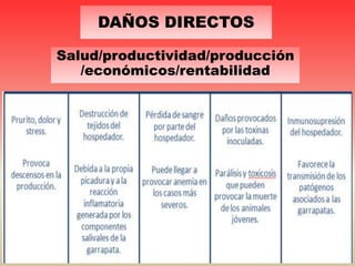 DAÑOS DIRECTOS
Salud/productividad/producción
/económicos/rentabilidad
 