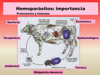 Hemoparásitos: importancia
EconómicaSanitaria
Epidemiológica
Ambiental
Técnica
Terapéutica
Protozoarios y rickesias
Obligatoria denuncia
 