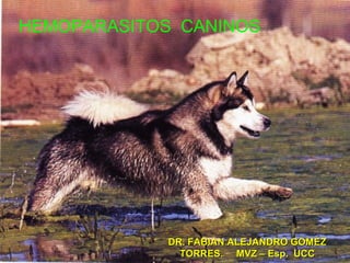 HEMOPARASITOS CANINOS




            DR. FABIAN ALEJANDRO GOMEZ
              TORRES. MVZ – Esp. UCC
 