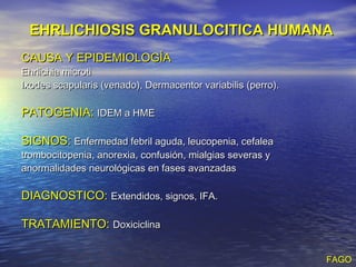 EHRLICHIOSIS GRANULOCITICA HUMANA
CAUSA Y EPIDEMIOLOGÍA
Ehrlichia microti
Ixodes scapularis (venado), Dermacentor variabilis (perro).

PATOGENIA: IDEM a HME

SIGNOS: Enfermedad febril aguda, leucopenia, cefalea
trombocitopenia, anorexia, confusión, mialgias severas y
anormalidades neurológicas en fases avanzadas

DIAGNOSTICO: Extendidos, signos, IFA.

TRATAMIENTO: Doxiciclina

                                                              FAGO
 