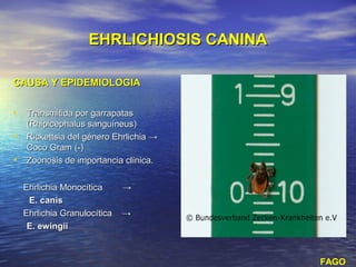 EHRLICHIOSIS CANINA

CAUSA Y EPIDEMIOLOGIA


• Transmitida por garrapatas
    (Rhipicephalus sanguíneus)
•   Rickettsia del género Ehrlichia →
    Coco Gram (-)
•   Zoonosis de importancia clínica.


    Ehrlichia Monocítica      →
     E. canis
    Ehrlichia Granulocítica   →
     E. ewingii



                                          FAGO
 