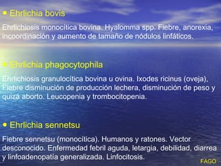 ● Ehrlichia bovis
Ehrlichiosis monocítica bovina. Hyalomma spp. Fiebre, anorexia,
incoordinación y aumento de tamaño de nódulos linfáticos.


● Ehrlichia phagocytophila
Ehrlichiosis granulocítica bovina u ovina. Ixodes ricinus (oveja),
Fiebre disminución de producción lechera, disminución de peso y
quizá aborto. Leucopenia y trombocitopenia.


● Ehrlichia sennetsu
Fiebre sennetsu (monocítica). Humanos y ratones. Vector
desconocido. Enfermedad febril aguda, letargia, debilidad, diarrea
y linfoadenopatía generalizada. Linfocitosis.
                                                             FAGO
 