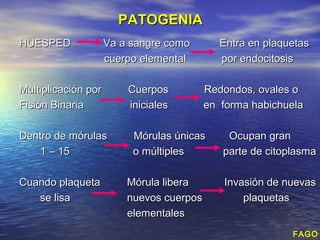 PATOGENIA
HUESPED              Va a sangre como        Entra en plaquetas
                     cuerpo elemental        por endocitosis

Multiplicación por       Cuerpos          Redondos, ovales o
Fisión Binaria           iniciales        en forma habichuela

Dentro de mórulas         Mórulas únicas      Ocupan gran
   1 – 15                 o múltiples        parte de citoplasma

Cuando plaqueta          Mórula libera       Invasión de nuevas
   se lisa               nuevos cuerpos          plaquetas
                         elementales
                                                           FAGO
 