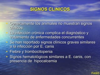 SIGNOS CLINICOS


• Generalmente los animales no muestran signos
    clínicos
•   La infección crónica complica el diagnóstico y
    tratamiento de enfermedades concurrentes
•   Se han reportado signos clínicos graves similares
    a la infección por E. canis
•   Fiebre y trombocitopenia
•   Signos hematológicos similares a E. canis, con
    presencia de hipocalcemia


                                                  FAGO
 
