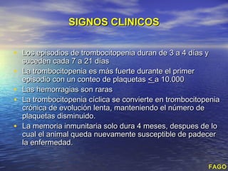 SIGNOS CLINICOS


• Los episodios de trombocitopenia duran de 3 a 4 días y
    suceden cada 7 a 21 días
•   La trombocitopenia es más fuerte durante el primer
    episodio con un conteo de plaquetas < a 10.000
•   Las hemorragias son raras
•   La trombocitopenia cíclica se convierte en trombocitopenia
    crónica de evolución lenta, manteniendo el número de
    plaquetas disminuido.
•   La memoria inmunitaria solo dura 4 meses, despues de lo
    cual el animal queda nuevamente susceptible de padecer
    la enfermedad.


                                                          FAGO
 