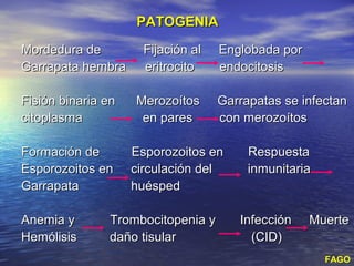 PATOGENIA

Mordedura de          Fijación al   Englobada por
Garrapata hembra      eritrocito    endocitosis

Fisión binaria en   Merozoítos      Garrapatas se infectan
citoplasma           en pares       con merozoítos

Formación de        Esporozoitos en      Respuesta
Esporozoitos en     circulación del      inmunitaria
Garrapata           huésped

Anemia y       Trombocitopenia y       Infección    Muerte
Hemólisis      daño tisular              (CID)
                                                       FAGO
 