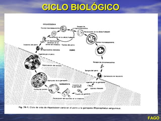 CICLO BIOLÓGICO




                  FAGO
 